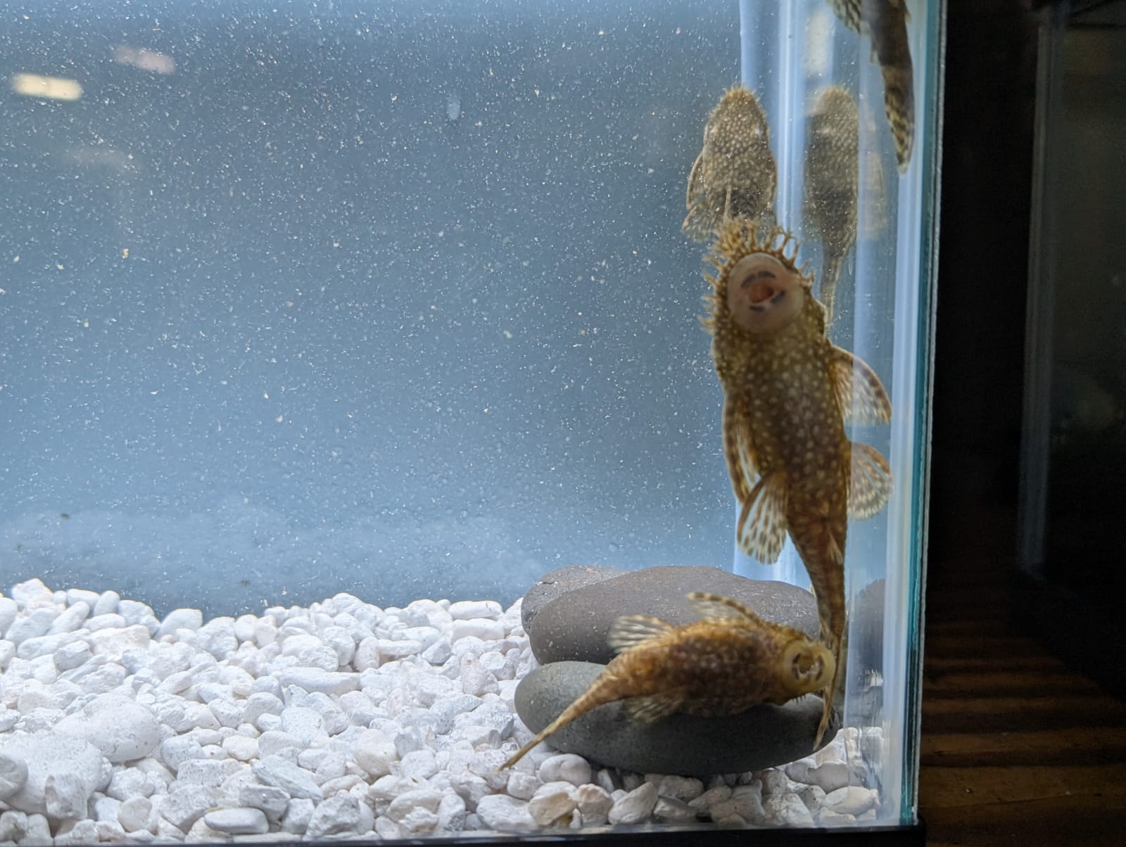 Chocolate Ancistrus