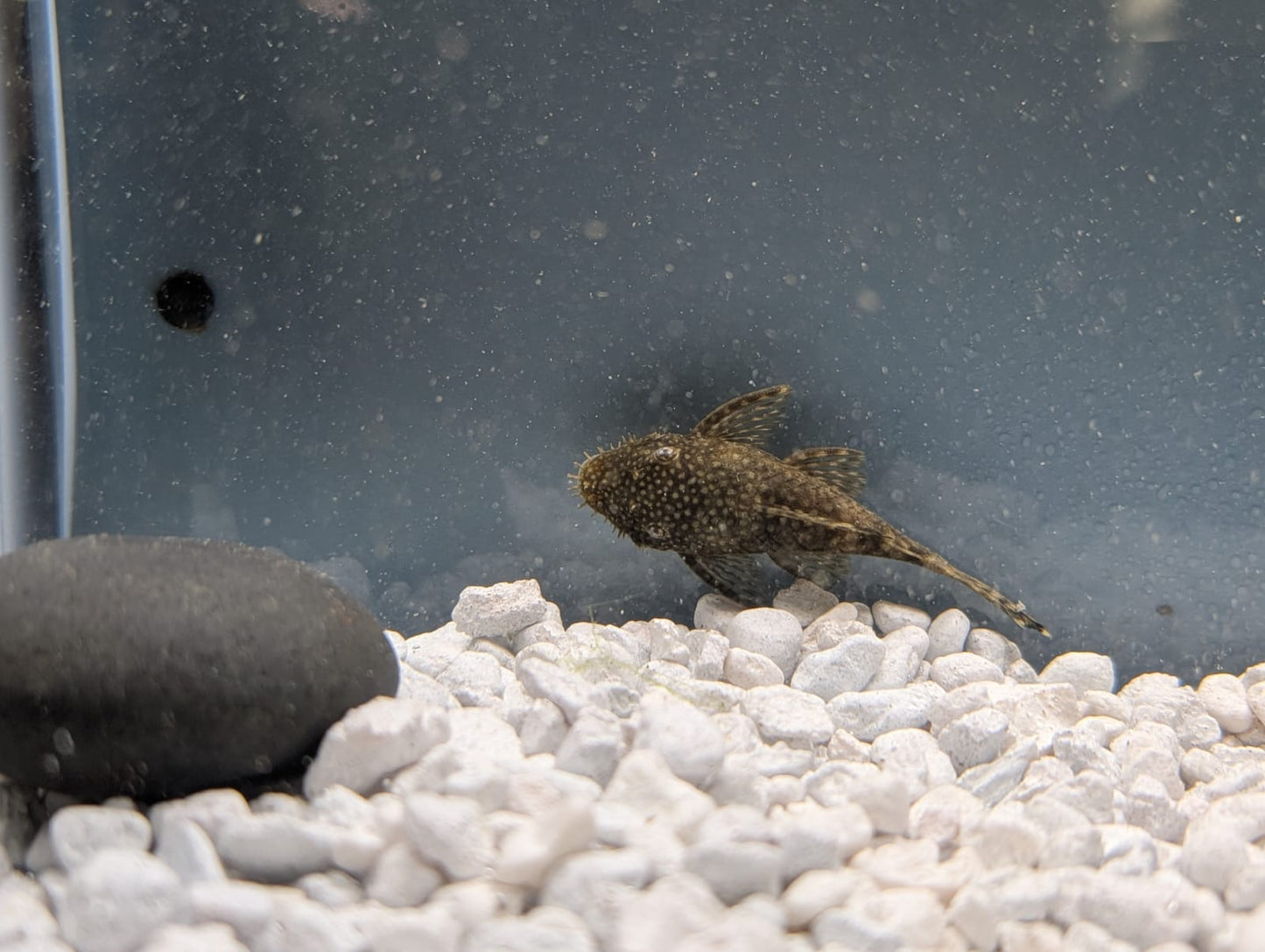 Chocolate Ancistrus