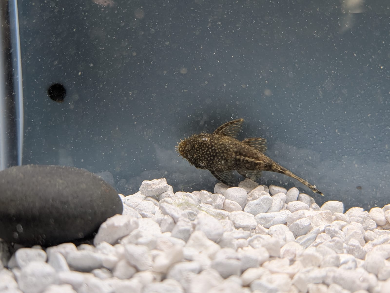 Chocolate Ancistrus
