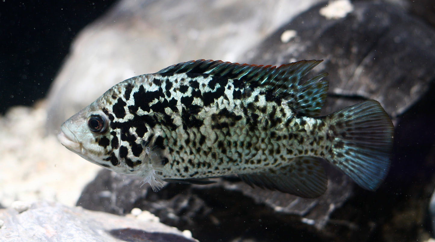 Cuban Cichlid