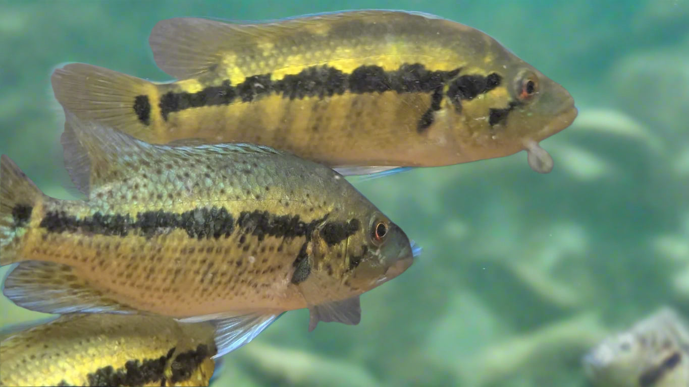 Wolf Cichlid (Parachromis dovii)