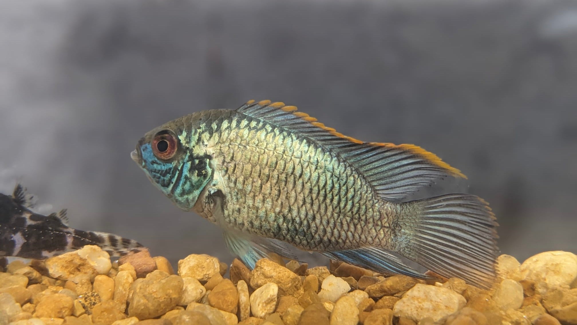 Electric Blue Acara - EBA - South American Cichlid – The Fish Farmer's ...
