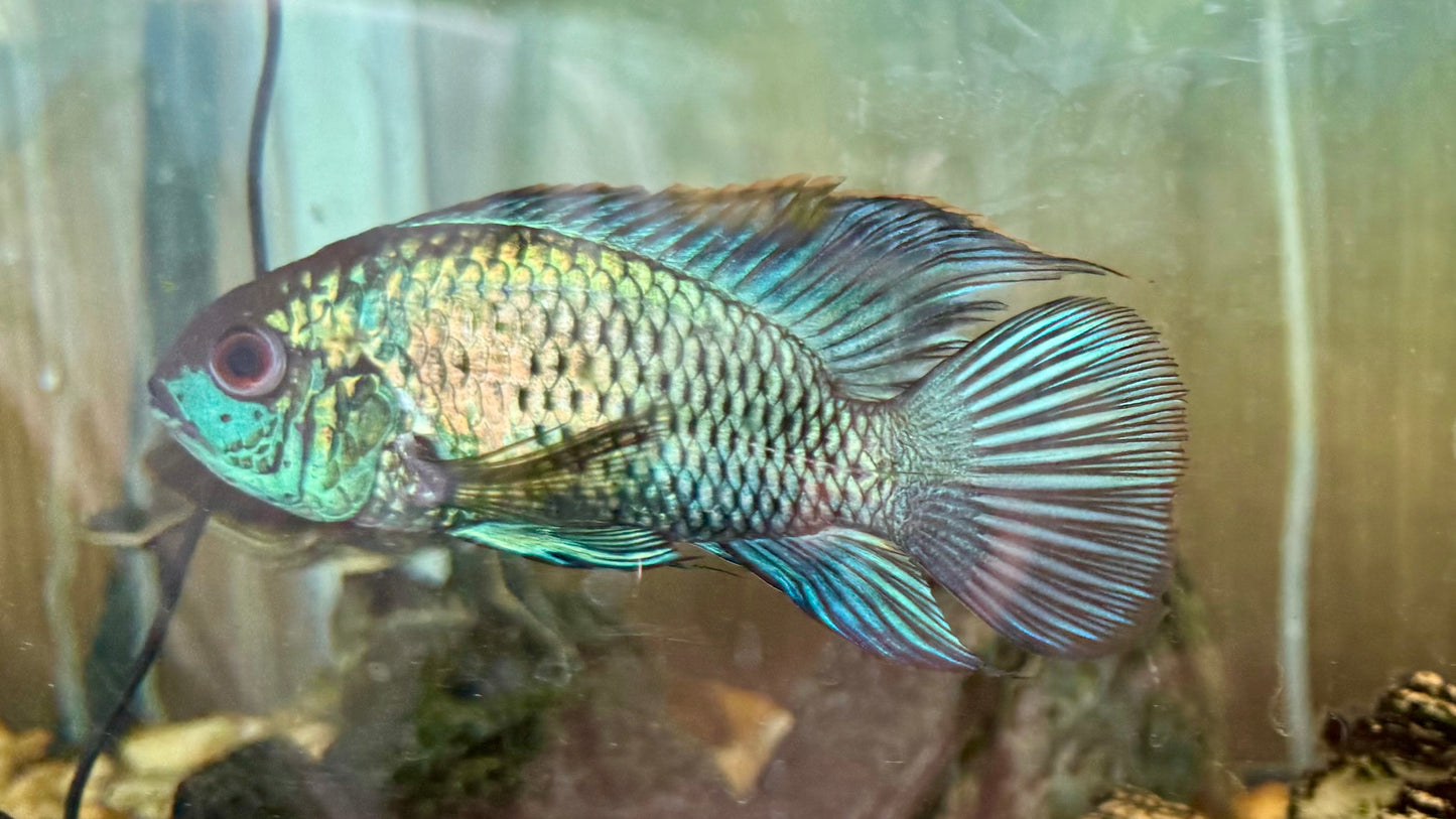 Electric Blue Acara - EBA - South American Cichlid – The Fish Farmer's ...