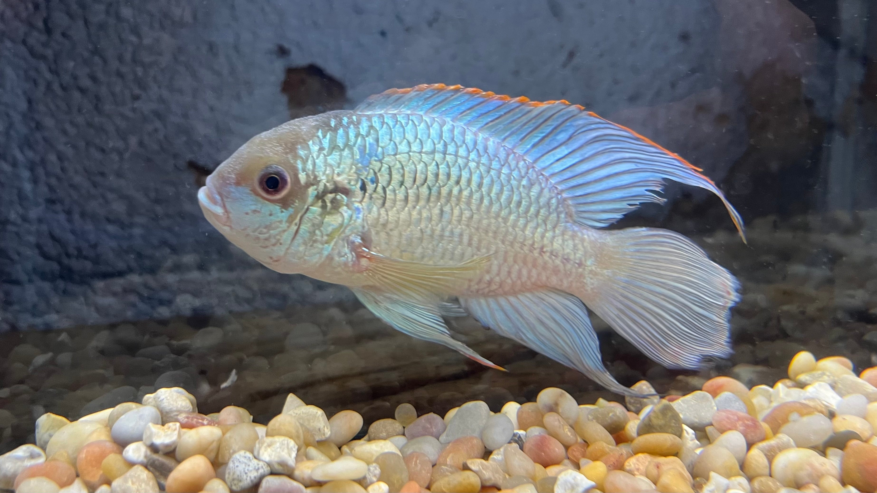 Electric Blue Acara - EBA - South American Cichlid – The Fish Farmer's ...