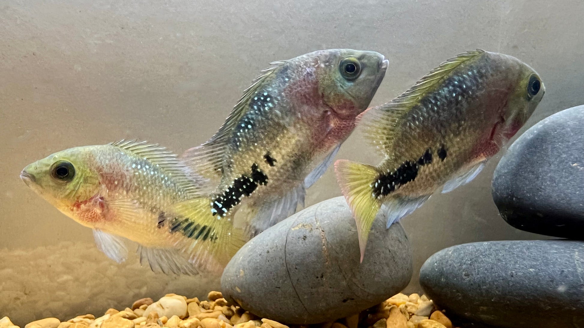 Synspilum Cichlid (Vieja melanurus)