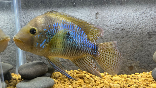 Geophagus brasiliansis