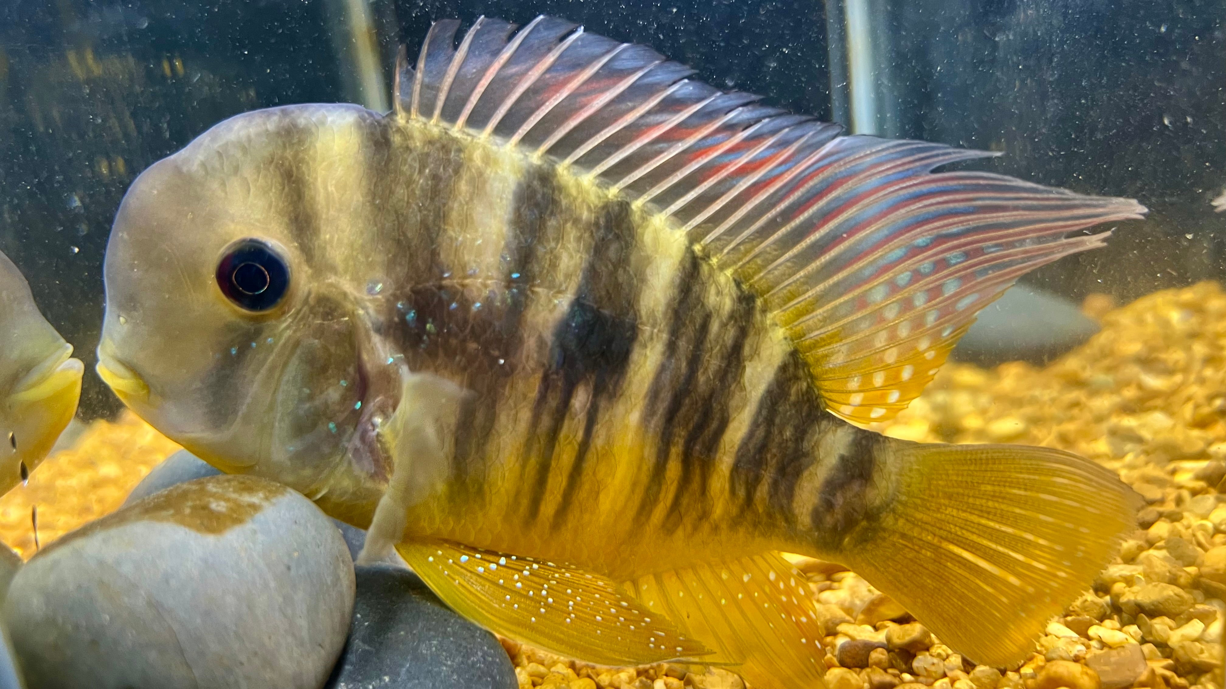 Gymnogeophagus balzanii – The Fish Farmer's Daughter