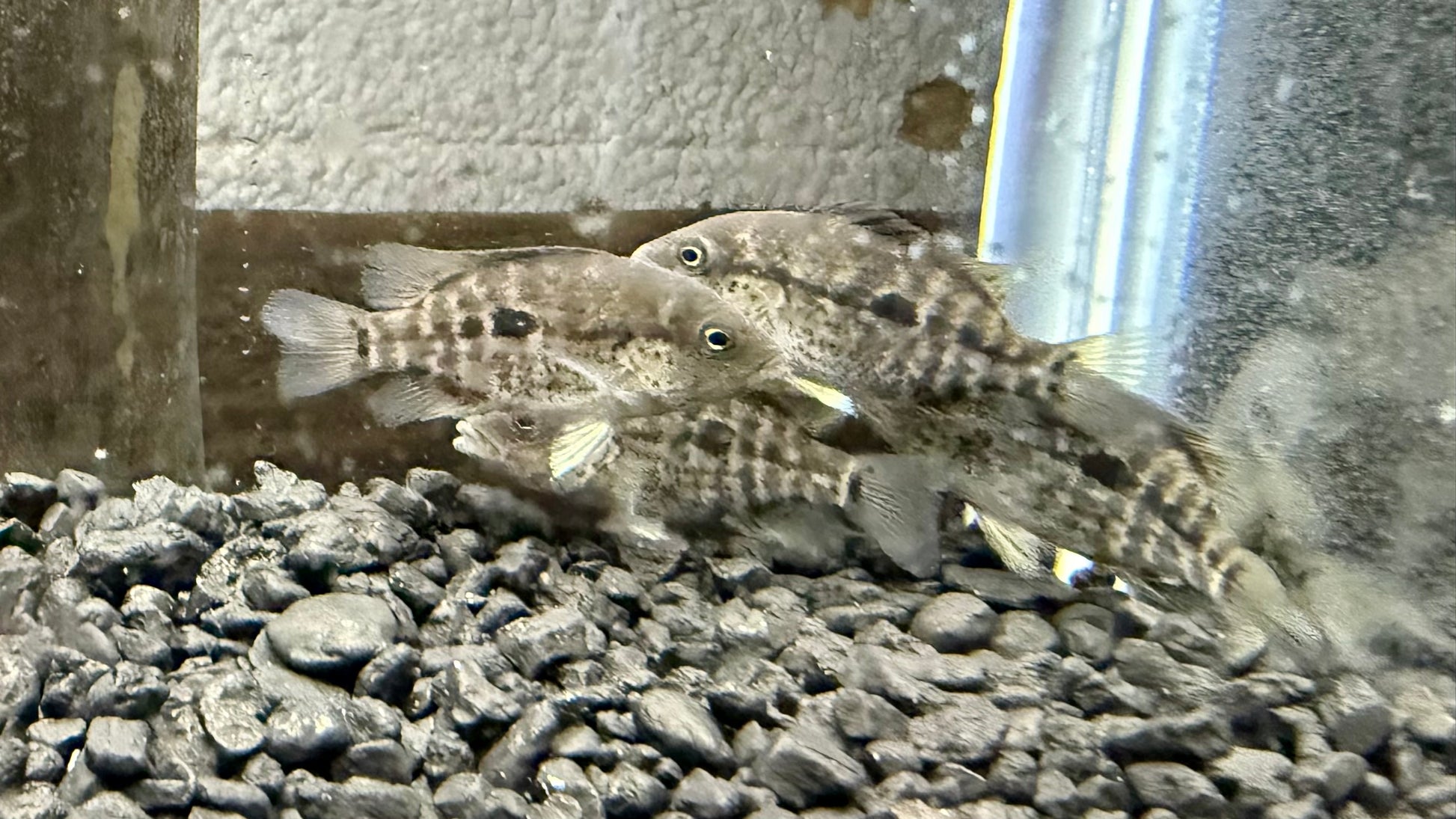 Black Nasty Cichlid (Nandopsis haitiensis)