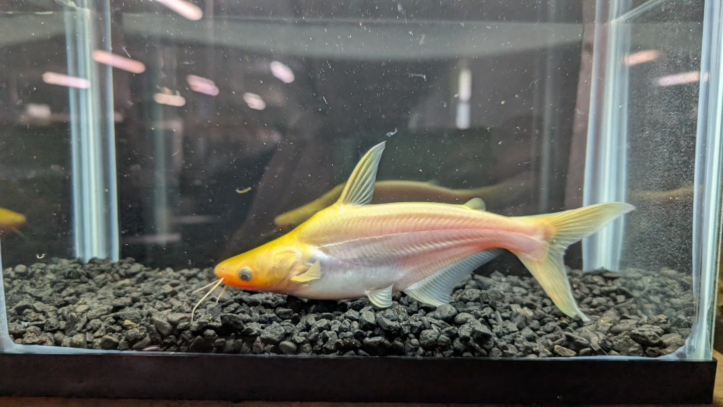 Albino Iridescent Shark