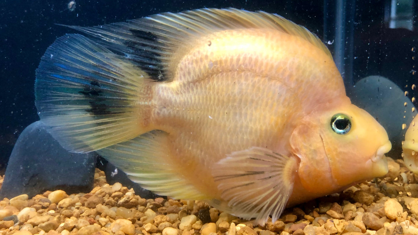 Parrot Cichlid