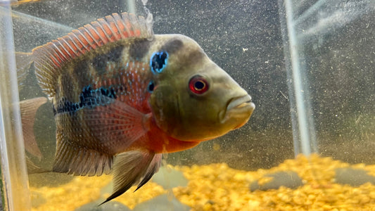 Red Dragon Flowerhorn