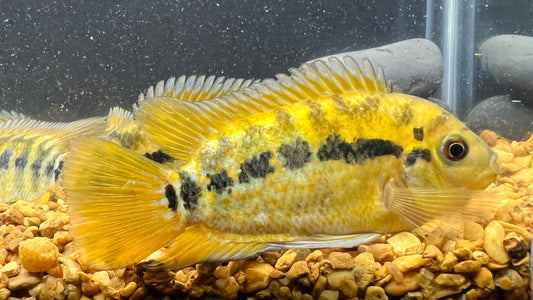 Rainbow Cichlid