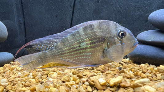 Threadfin Acara