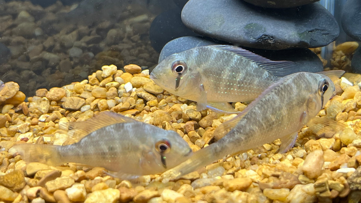 Thread Fin Fish Farm Threadfin Acara for Sale - Acarichthys heckelii - The Fish Farmer's ...