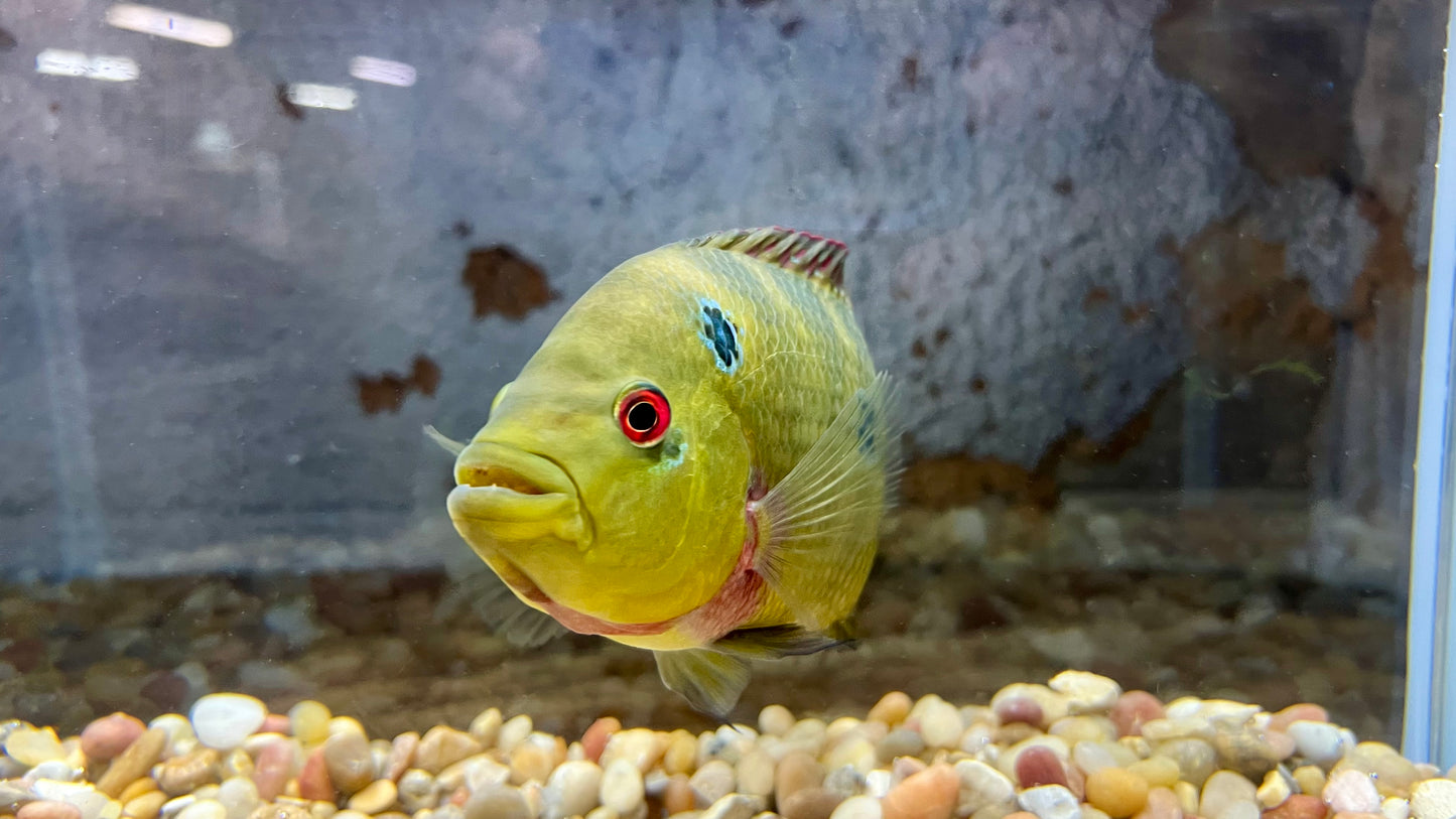 Three Spot Cichlid