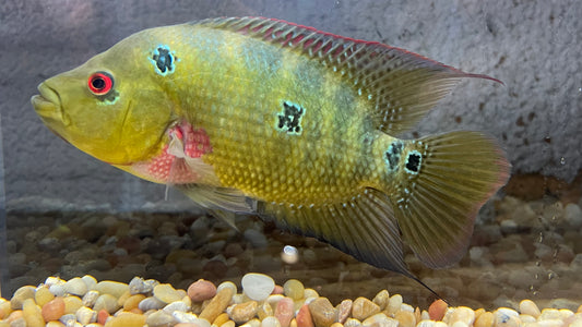 Three Spot Cichlid