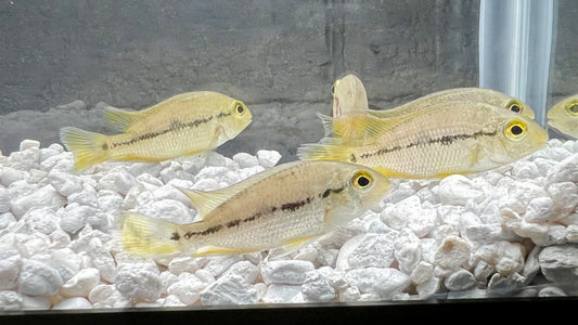 Nicaraguan Cichlid 2", Macaw, Nicaraguensis