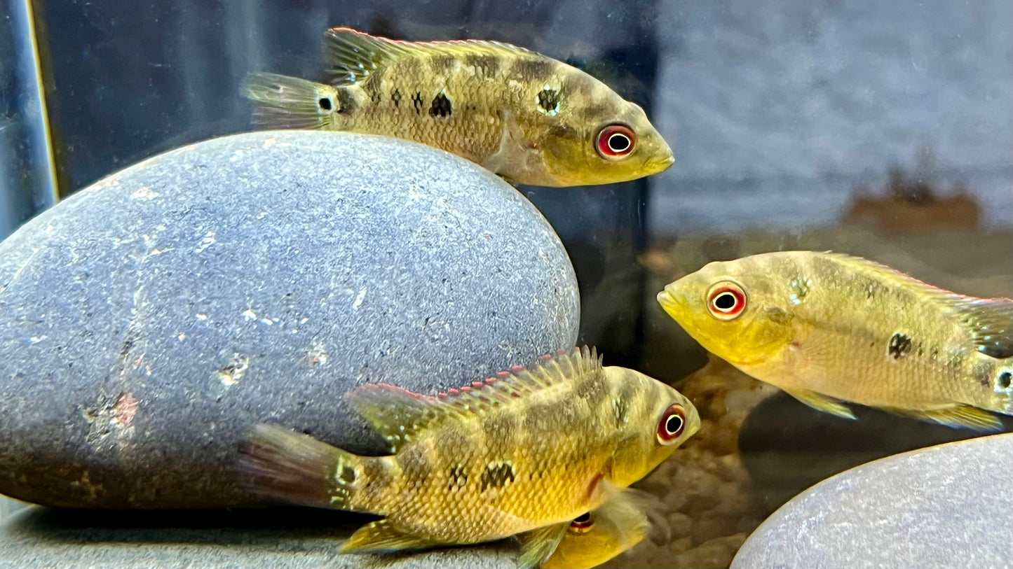 Three Spot Cichlid