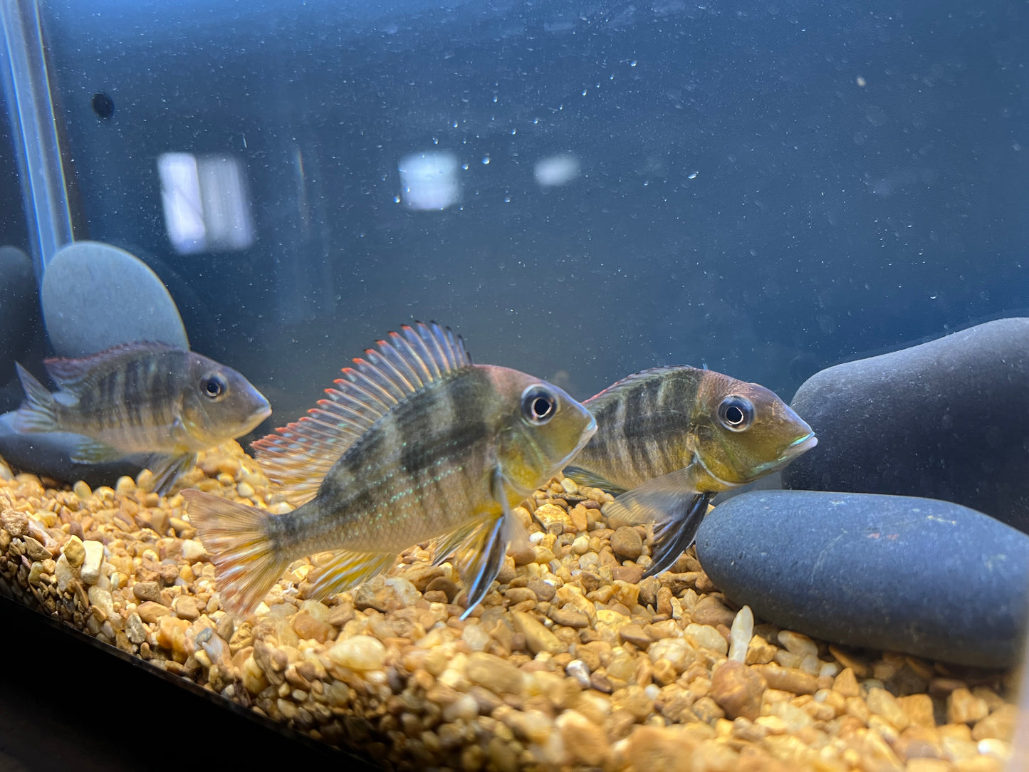 Red Head Tapajos
