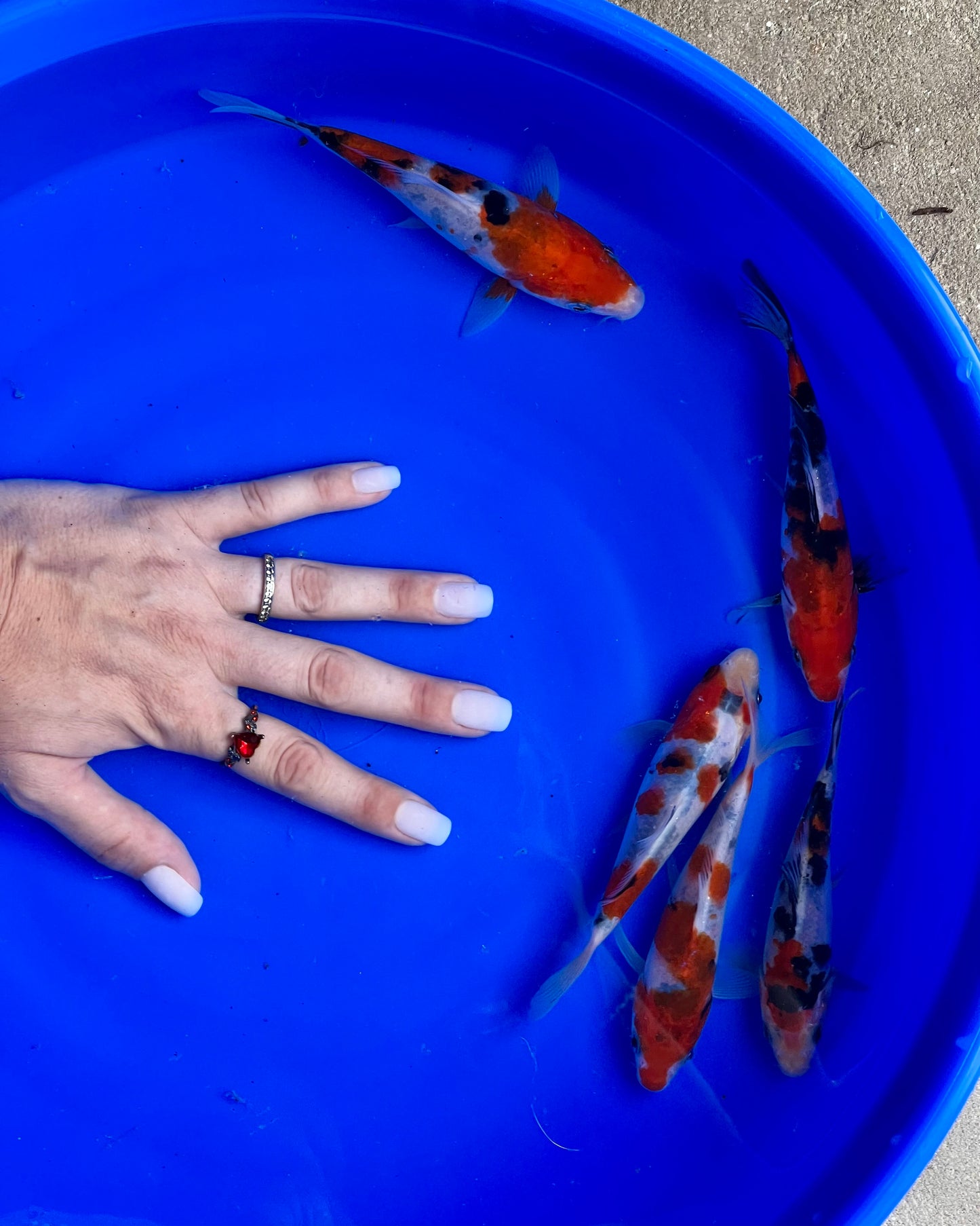 Koi, Kohaku and Sanke