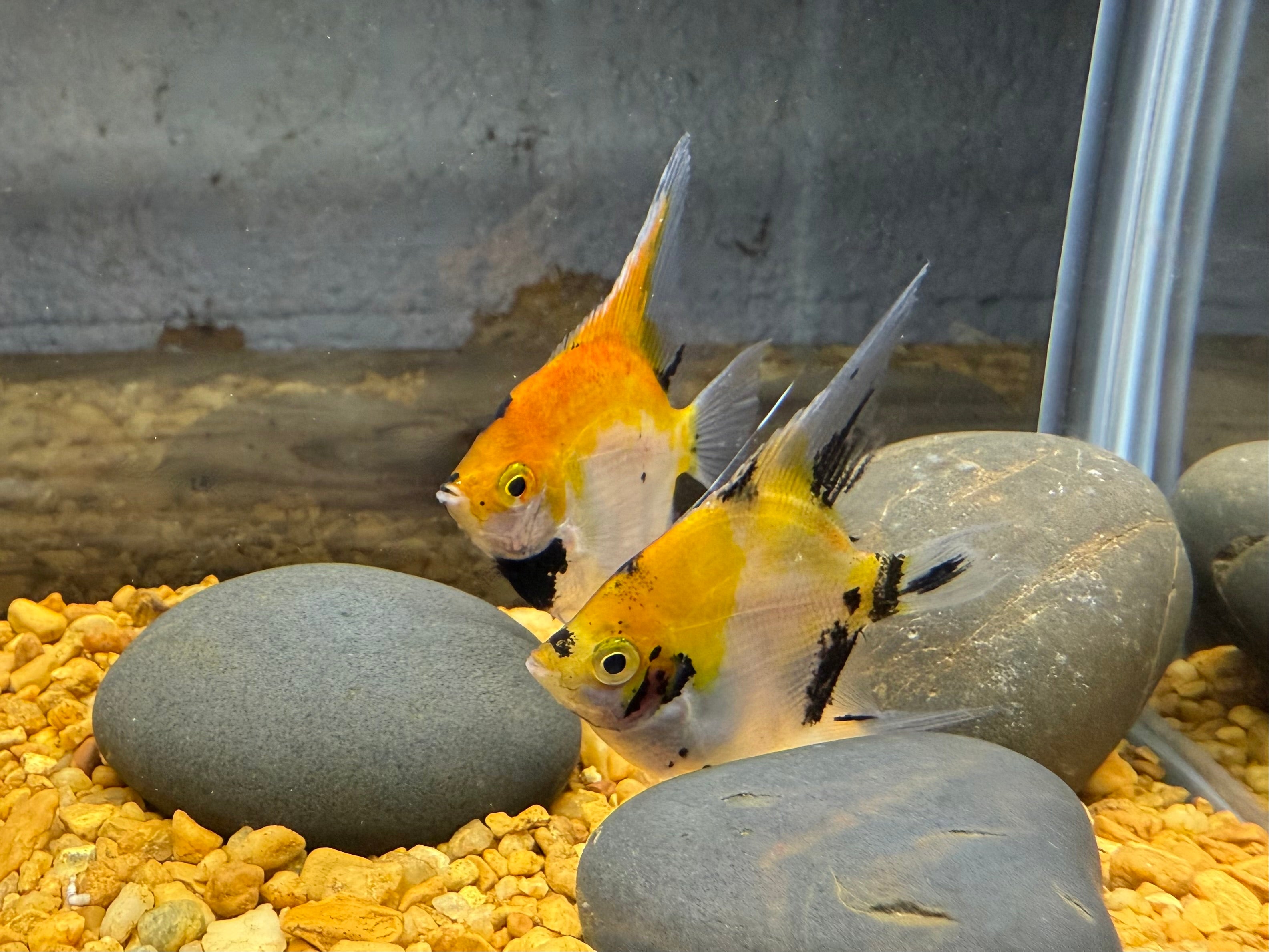 Angelfish - Koi β The Fish Farmer's Daughter