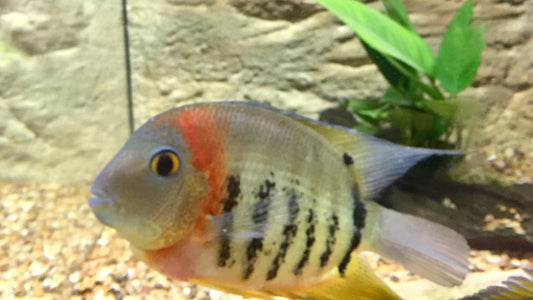 Orange Shoulder Severum