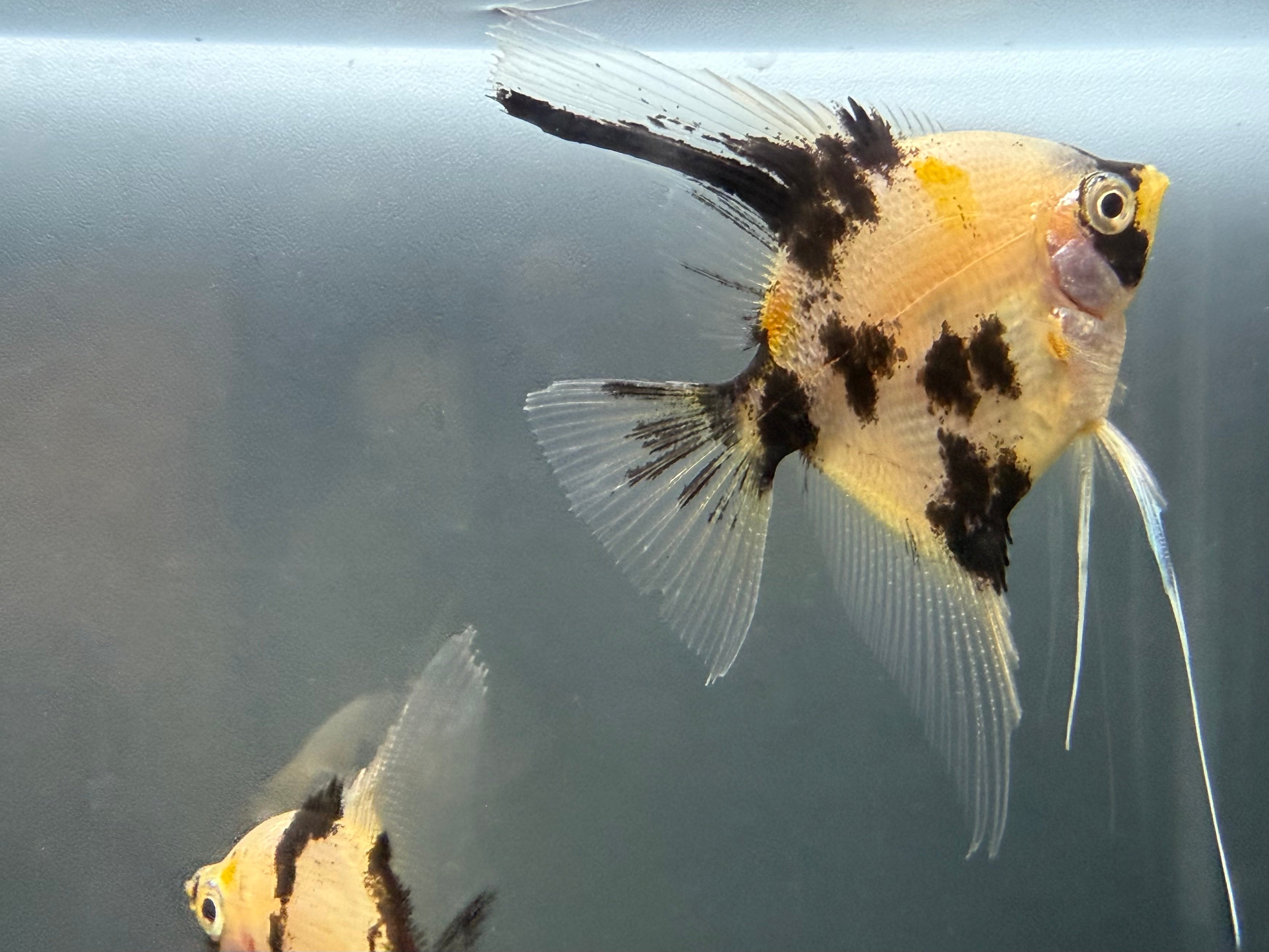 Panda Angelfish for Sale - Pterophyllum scalare - The Fish Farmer's ...