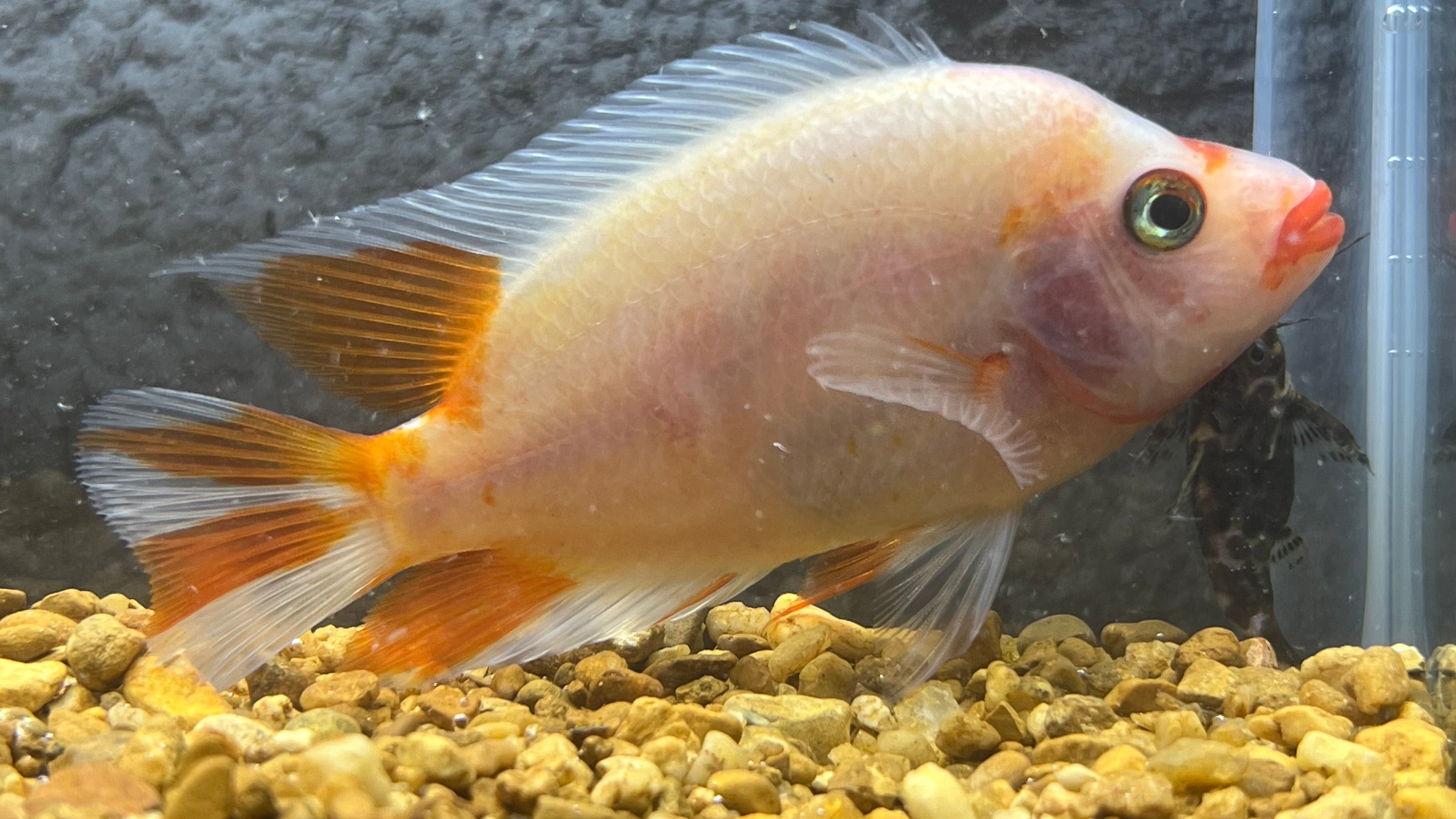 Deliv Fish Red Devil Cichlid for Sale - Amphilophus citrinellus - The Fish Farmer ...