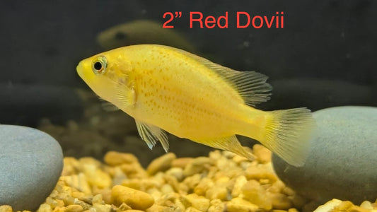 Red Dovii or Red Wolf Cichlid (Parachromis dovii)