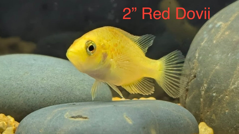 Red Dovii (Parachromis Dovii)
