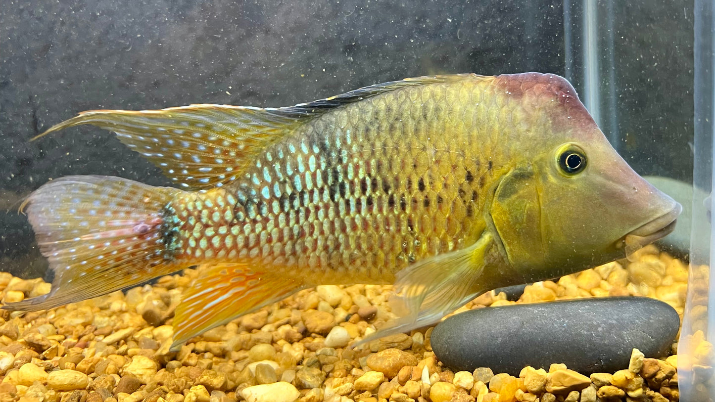 Red Hump Eartheater (Geophagus steindacneri)