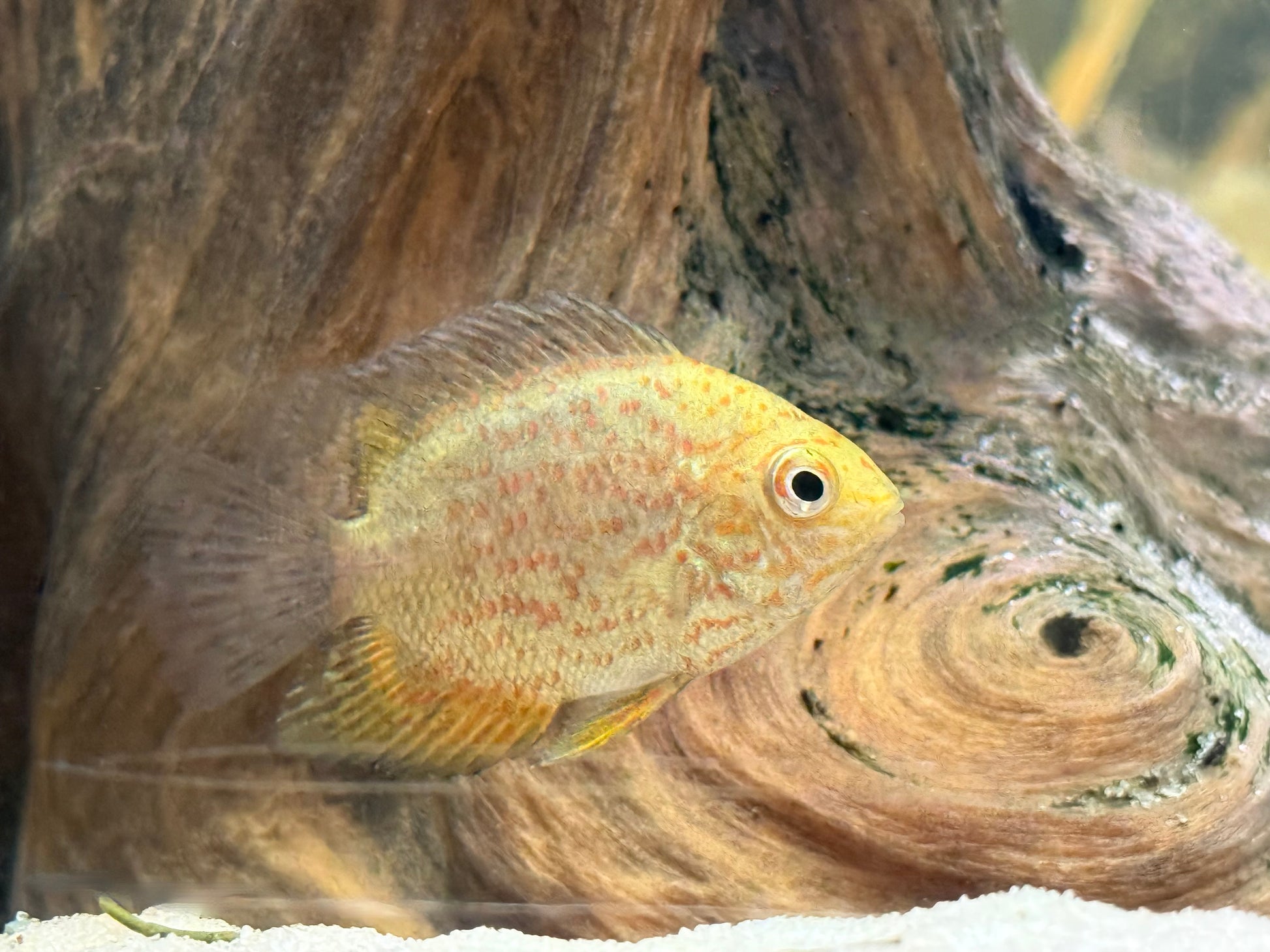 Red Spot Gold Severum