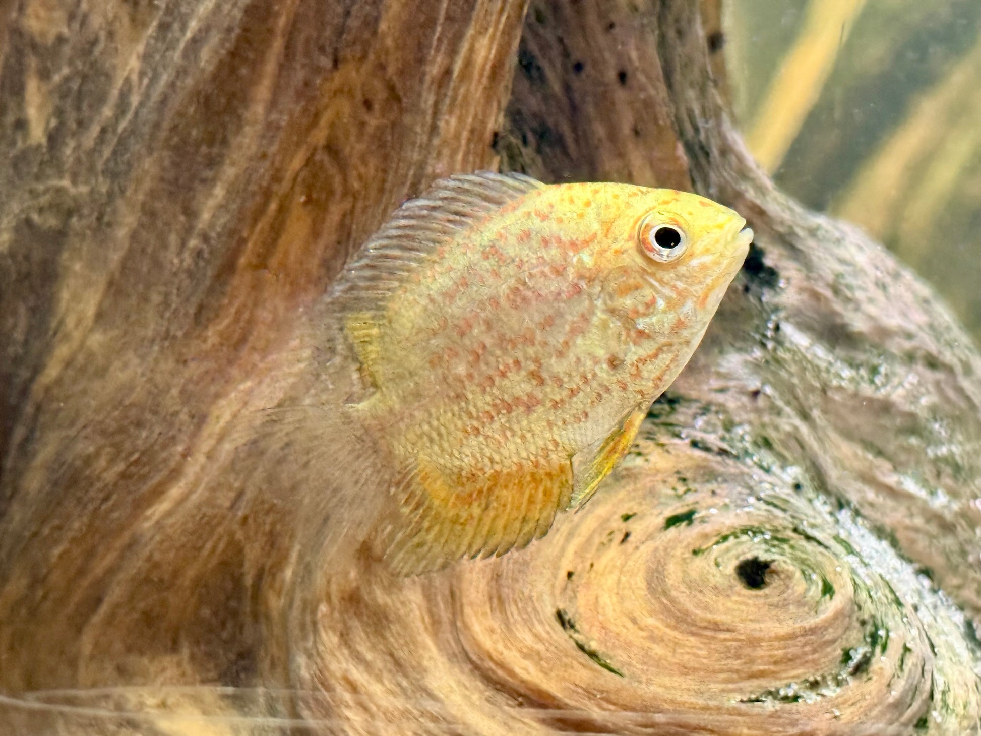 Red Spot Gold Severum