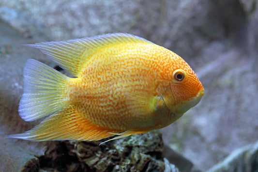 Gold Severum fish infused with red spots.