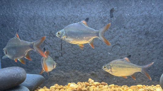 Redtail Tinfoil Barb