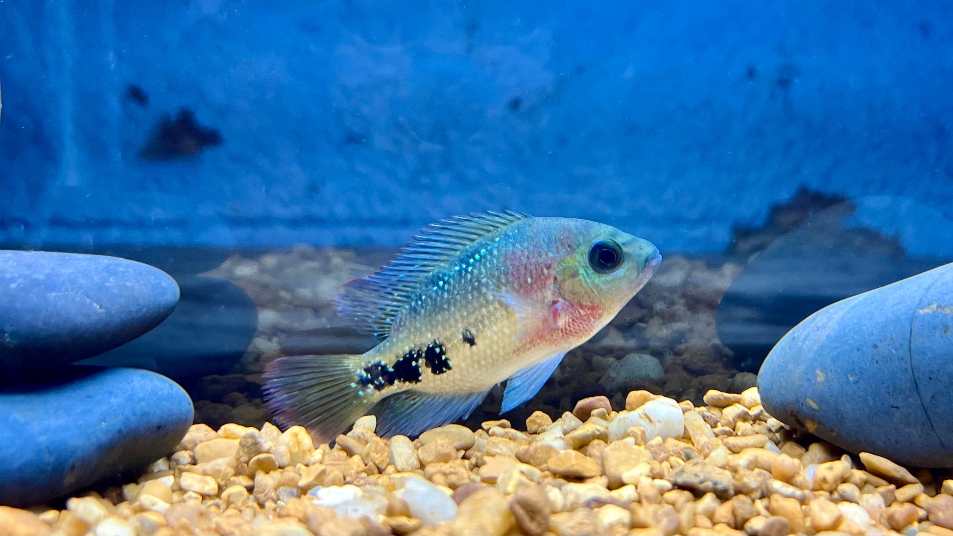 Redhead Cichlid (Vieja melanurus)