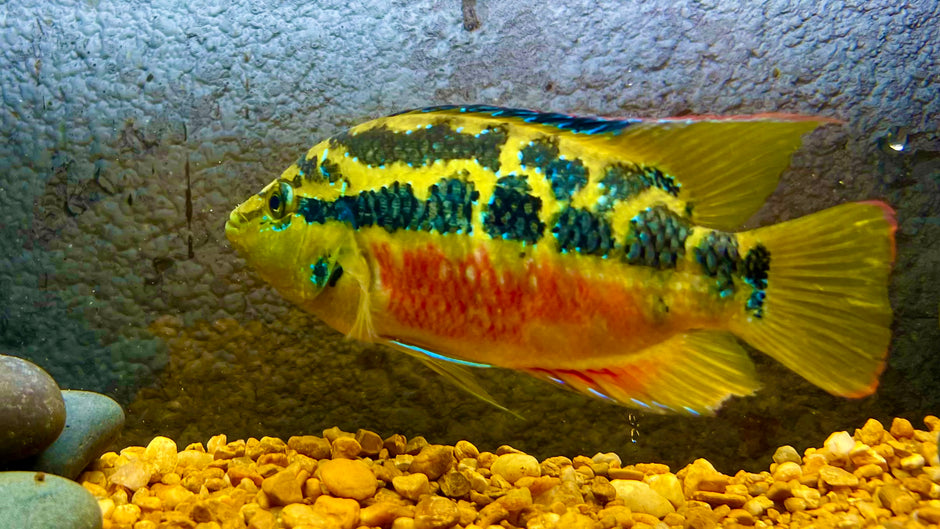 Central/South American Cichlids – The Fish Farmer's Daughter