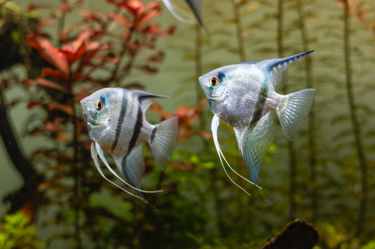 Silver Angelfish (Pterophyllum scalar)