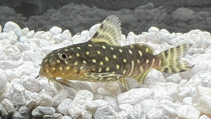 Synodontis angelicus for Sale - Polka Dot Squeaker Cat - The Fish ...