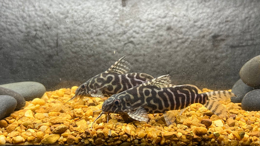 Synodontis angelicus x eupterus