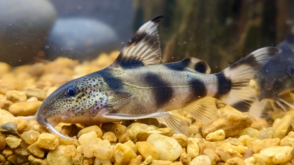 Synodontis Decorus SYNODONTIS – Predatory Fins