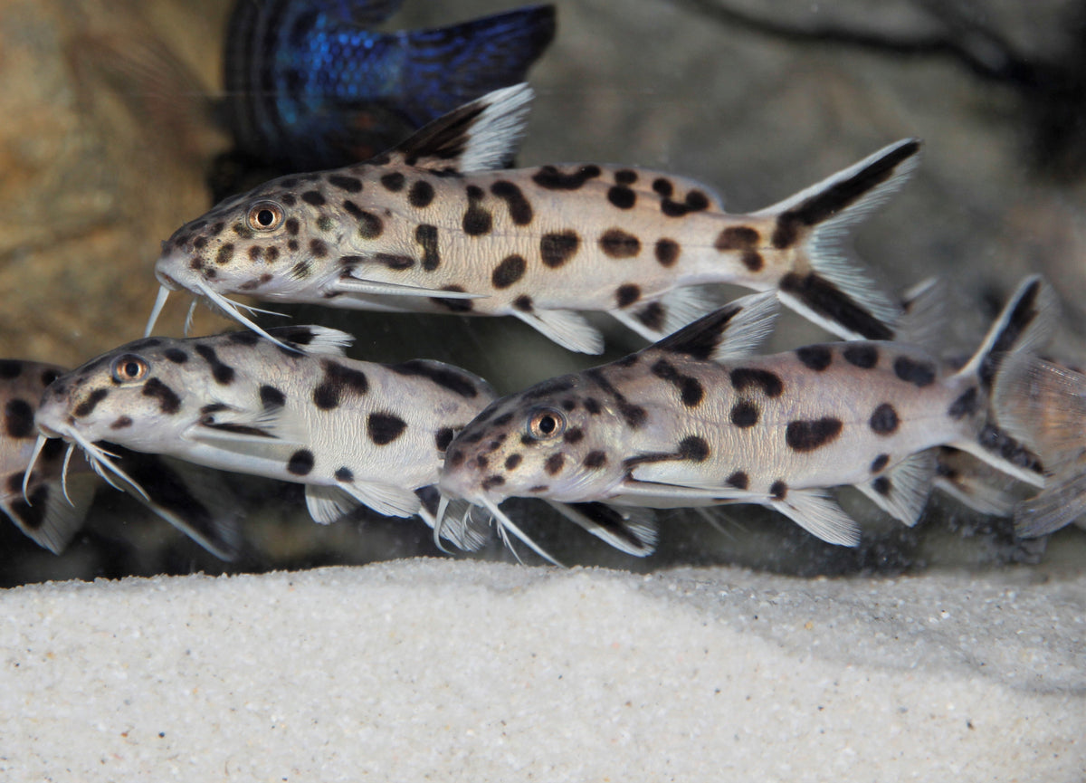 Cookoo Fish Cuckoo Catfish for Sale - Synodontis multipunctatus - The Fish Farmer's ...