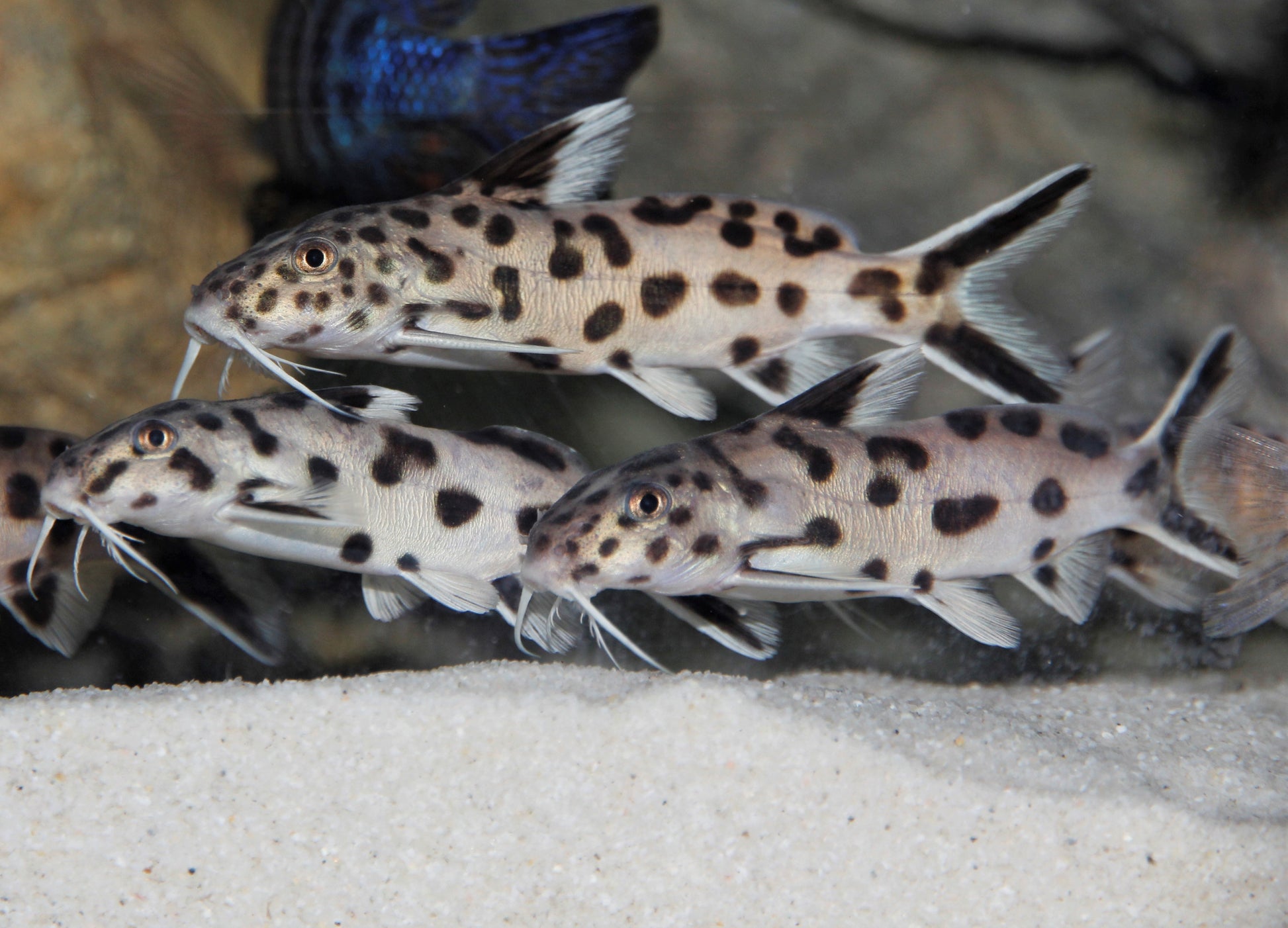 Cuckoo Catfish (Synodontis multipunctatus)