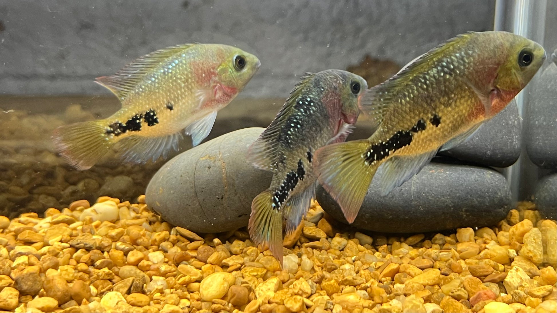 Redhead Cichlid (Vieja melanurus)