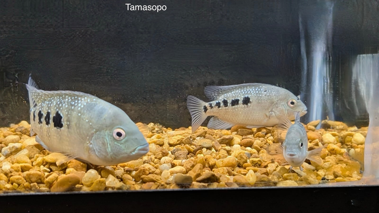 Tamasopo Cichlid (Herichthys Tamasopoensis)