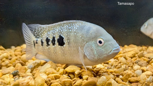Tamasopo Cichlid (Herichthys Tamasopoensis)