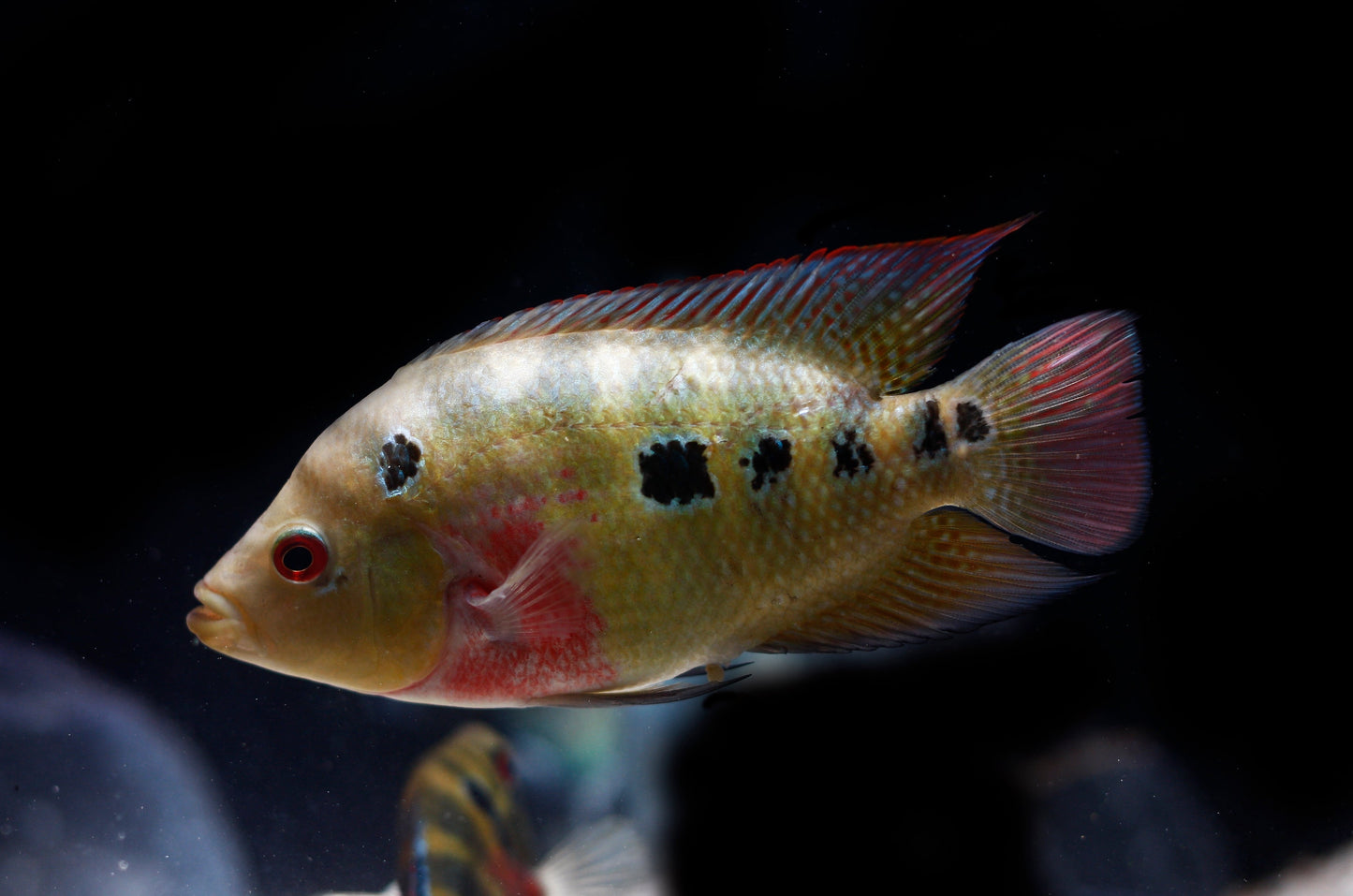 Three Spot Cichlid