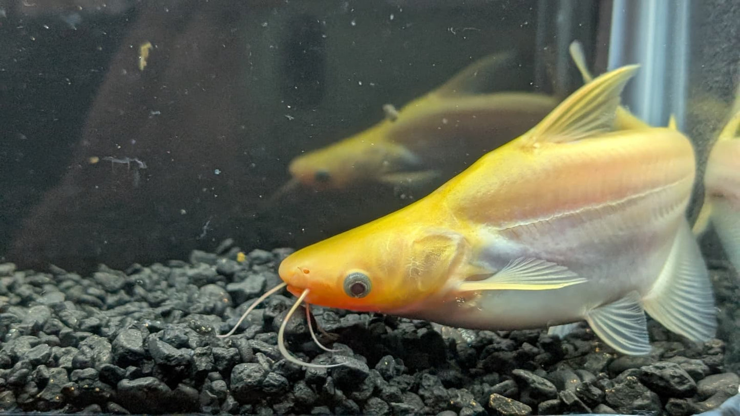 Albino Iridescent Shark