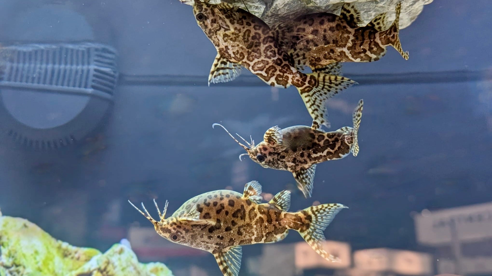 Left Catfish Upside Down Catfish for Sale - Synodontis nigriventris - The Fish ...