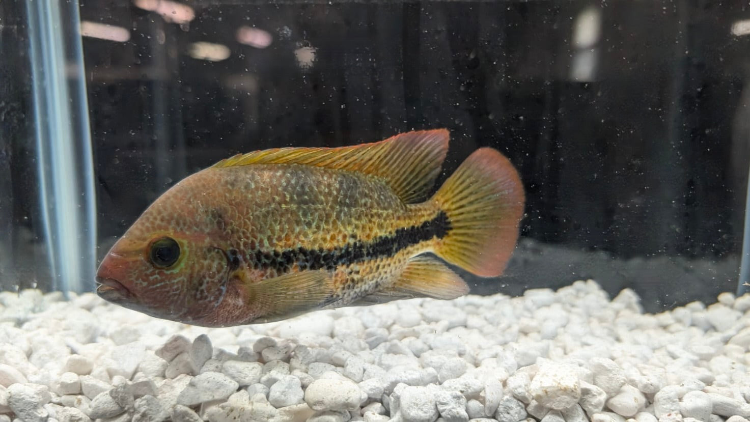 Vieja fenestrata Cichlid